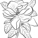 Magnolia wielkokwiatowa