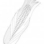 Maize Ear