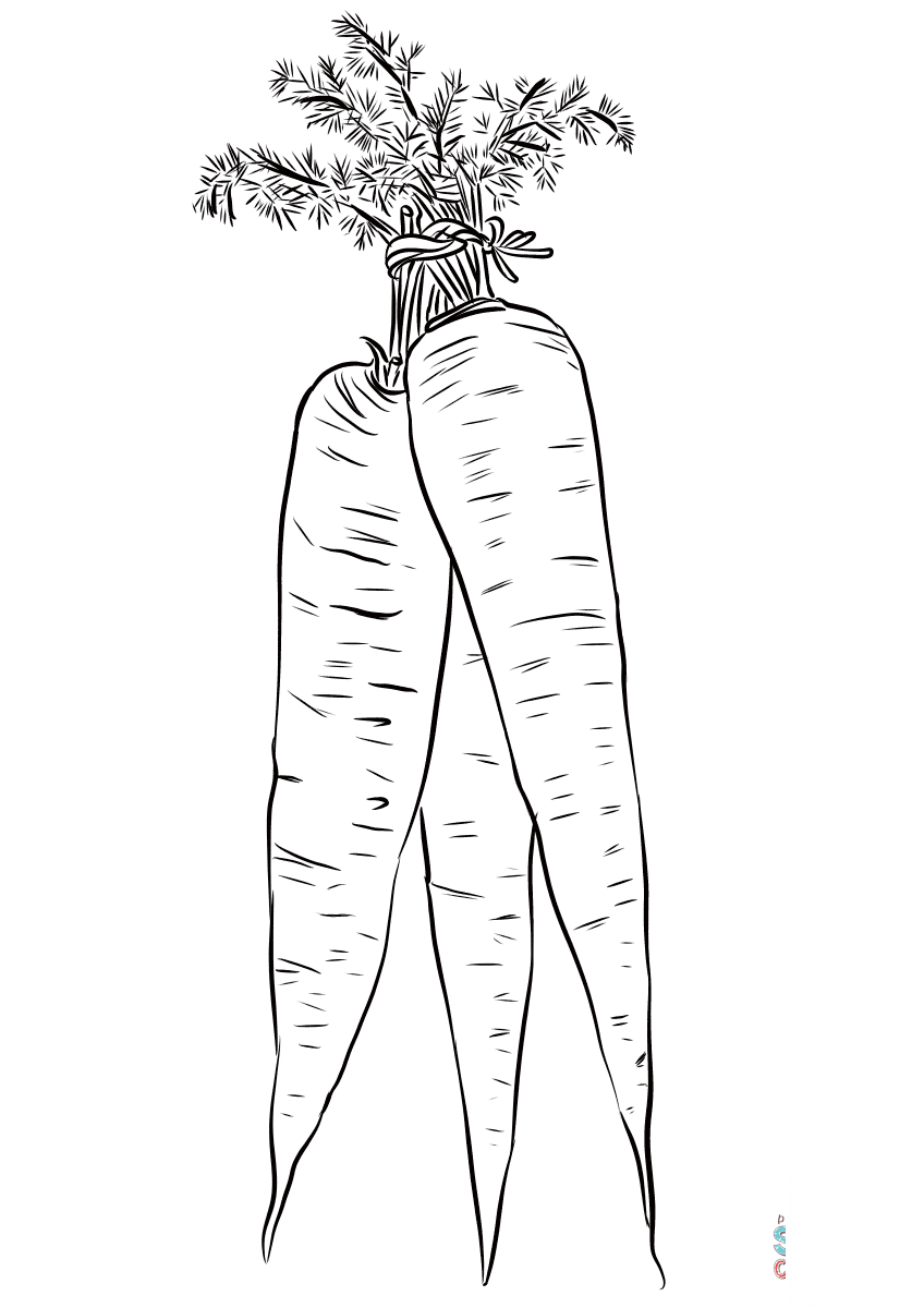 Long Yellow Carrots