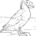 Maskonur złotoczuby