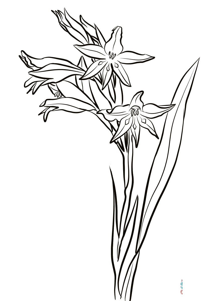 Gladiolus Cuspidatus