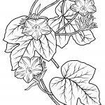 Morning Glory Flower