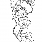 Ivy-leaf Morning Glory