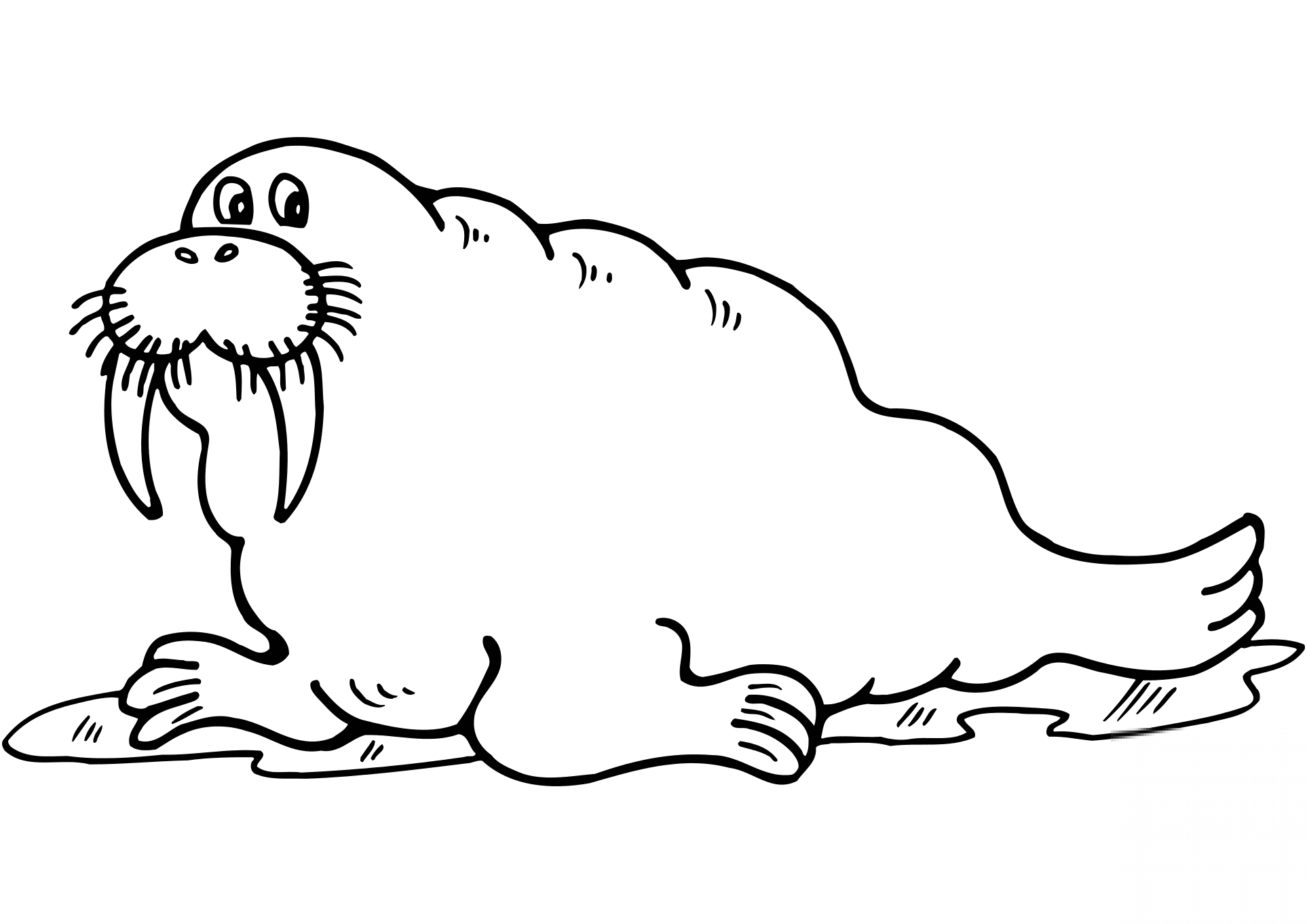 Cartoon Walrus