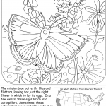 Mission Blue Butterfly