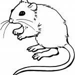 Mysz - gryzoń z gromady ssaków