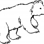 Azjatycki niedźwiedź brunatny