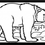 Niedźwiedź brunatny na spacerze