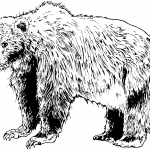 Niedźwiedź brunatny