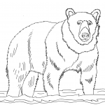 Niedźwiedź brunatny stojący w...