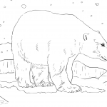 Dorosły niedźwiedź polarny