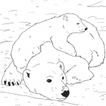 Niedźwiedzie polarne