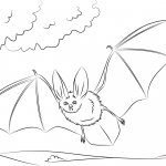 Nietoperz długouchy Townsenda