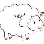 Cute Sheep