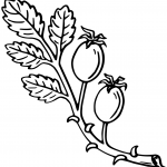 Rose hip