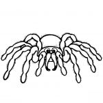 Cartoon Spider