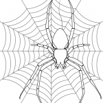 Spider on its Web