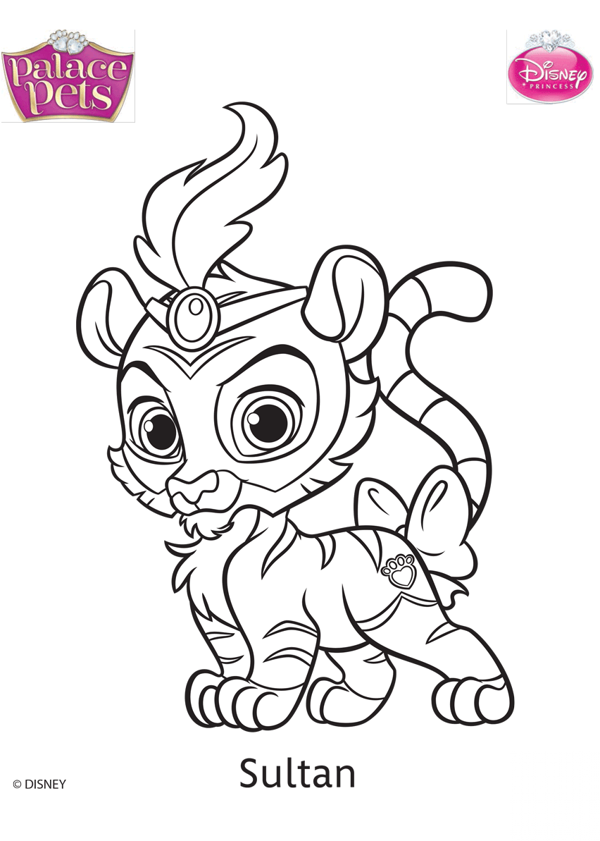 Palace Pets Sultan
