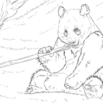 Panda wielka jedząca bambus