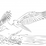 Lądujący pelikan dzioborogi