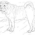 Shar Pei
