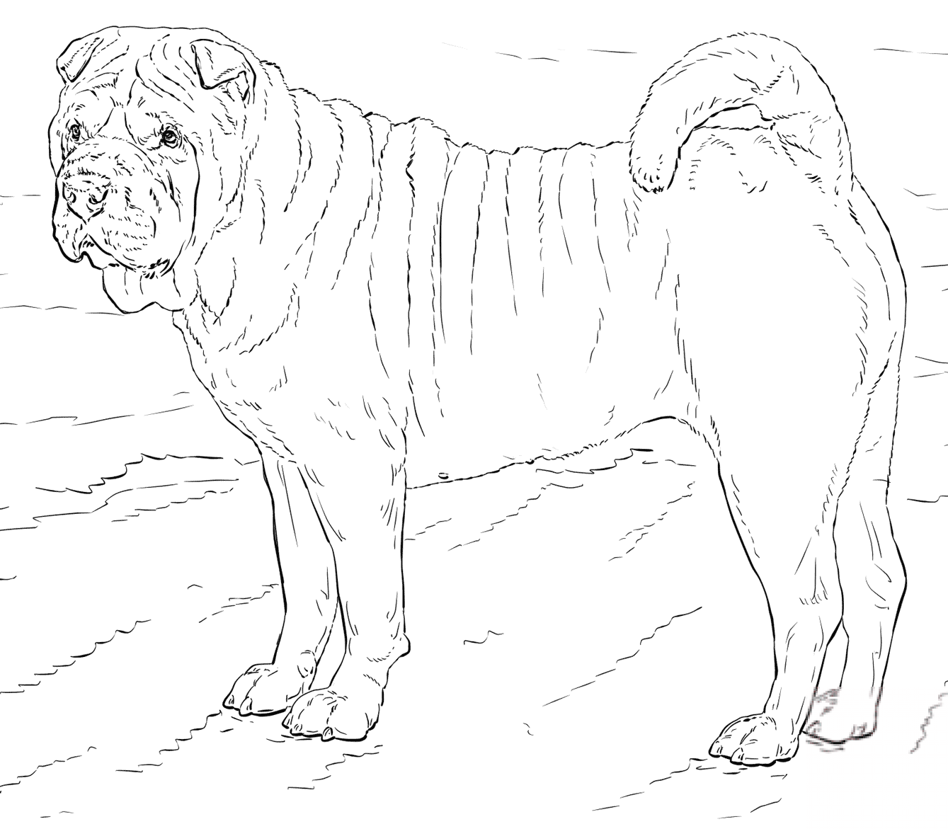 Shar Pei