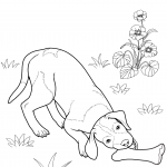 Wyżeł niemiecki krótkowłosy