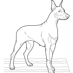 Doberman