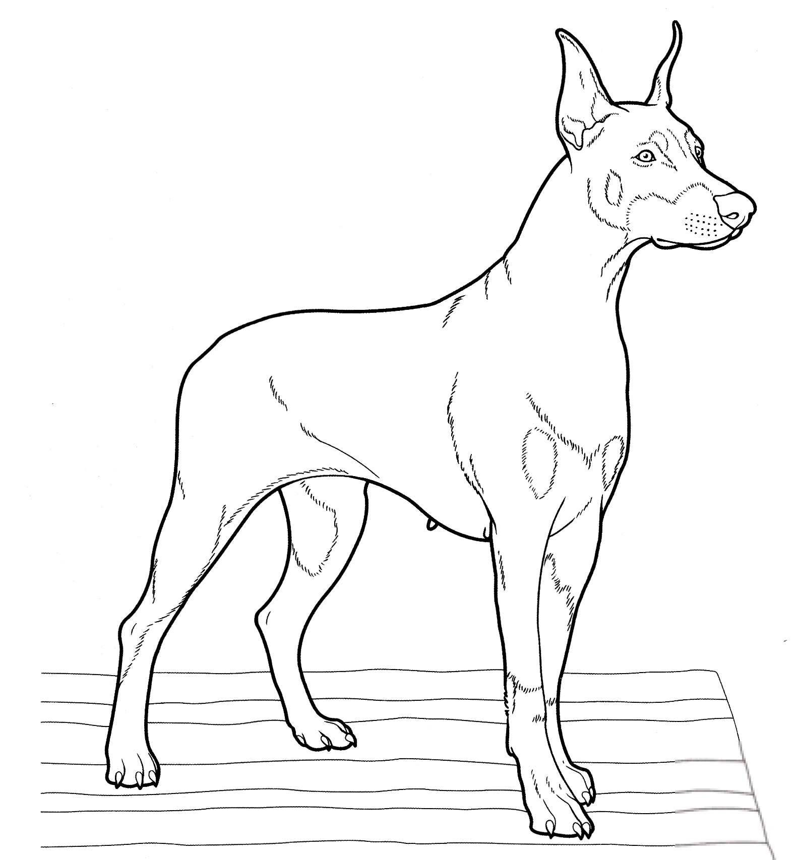 Doberman