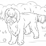 Labradoodle