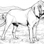 Bloodhound
