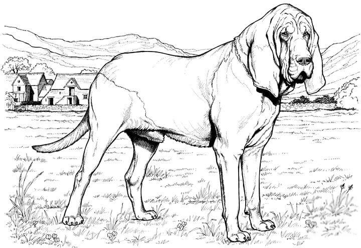 Bloodhound
