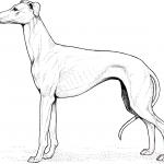 Whippet