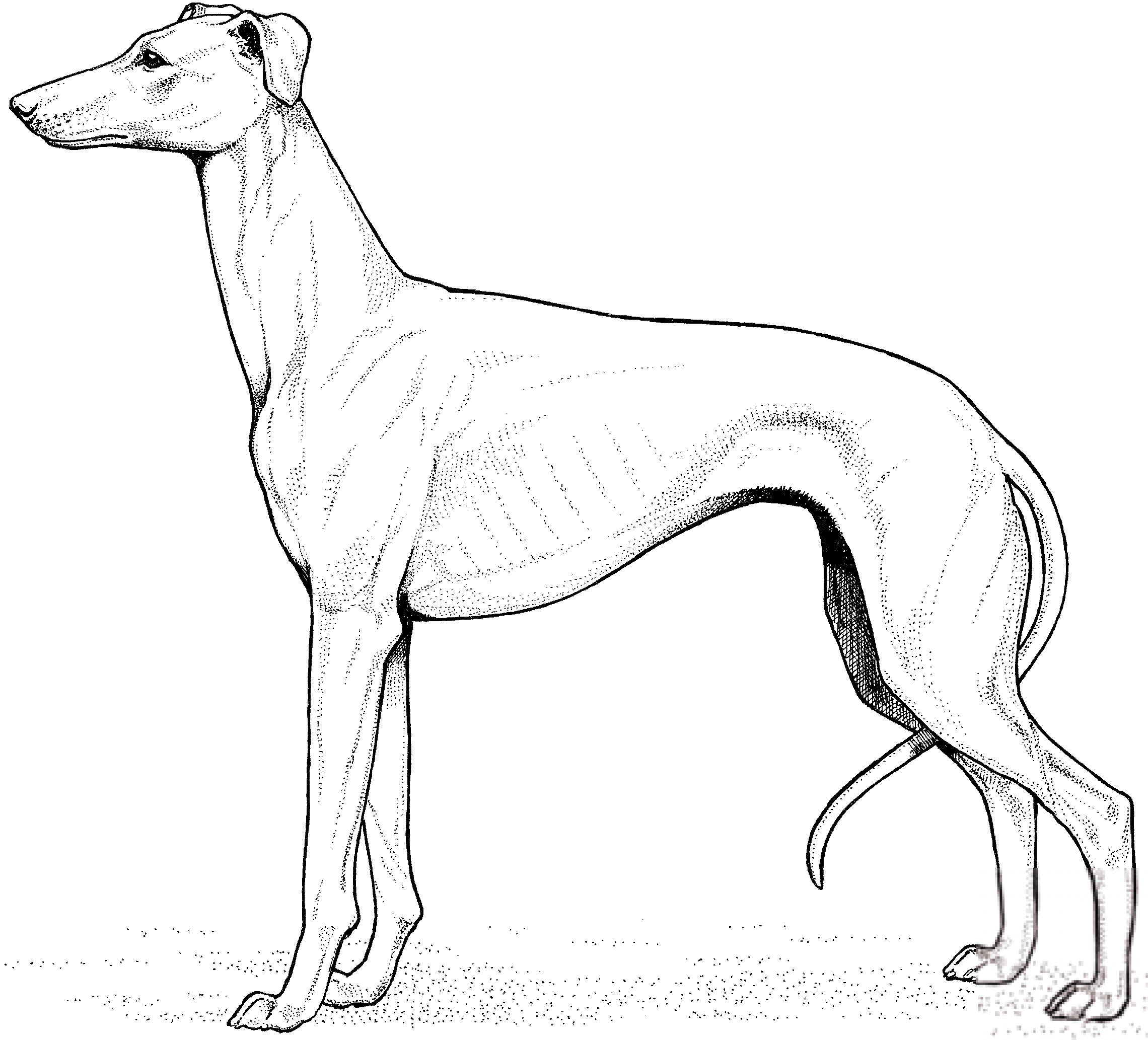 Whippet