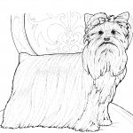 Yorkshire terrier