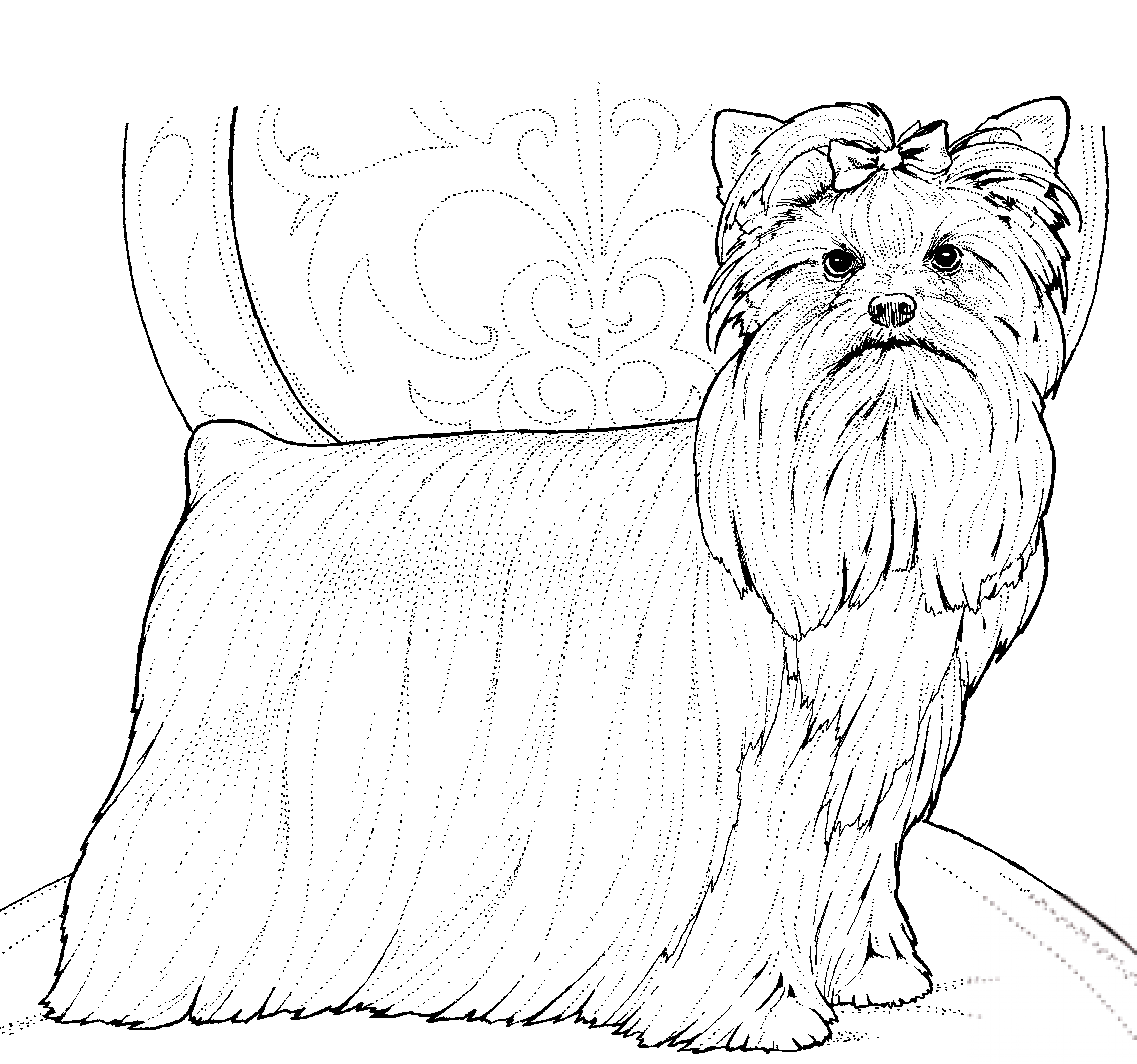 Yorkshire terrier