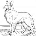 Owczarek szkocki długowłosy