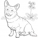 Welsh Corgi Pembroke