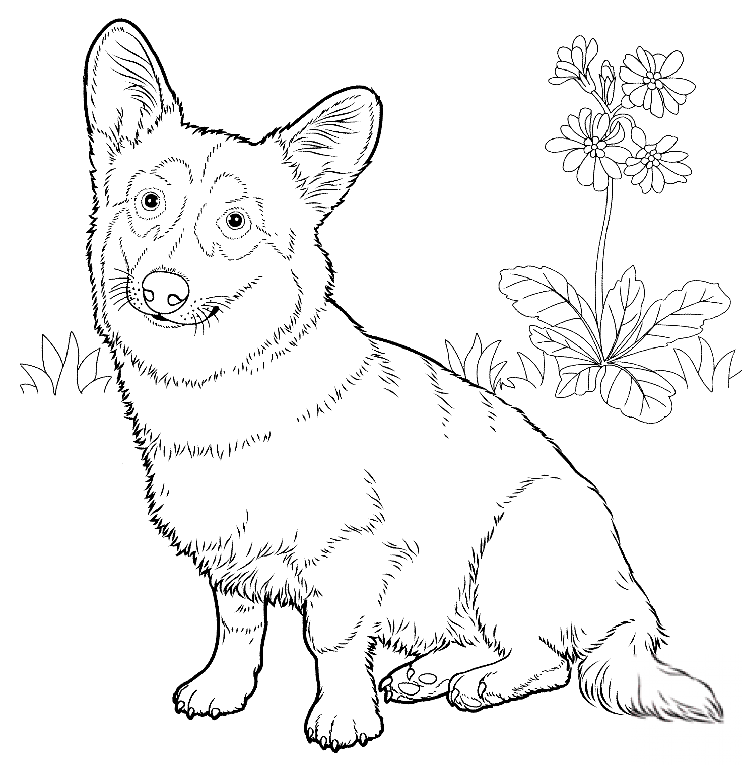 Welsh Corgi Pembroke