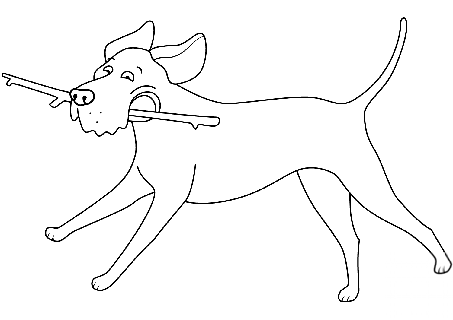 Funny Labrador Retriever Running...