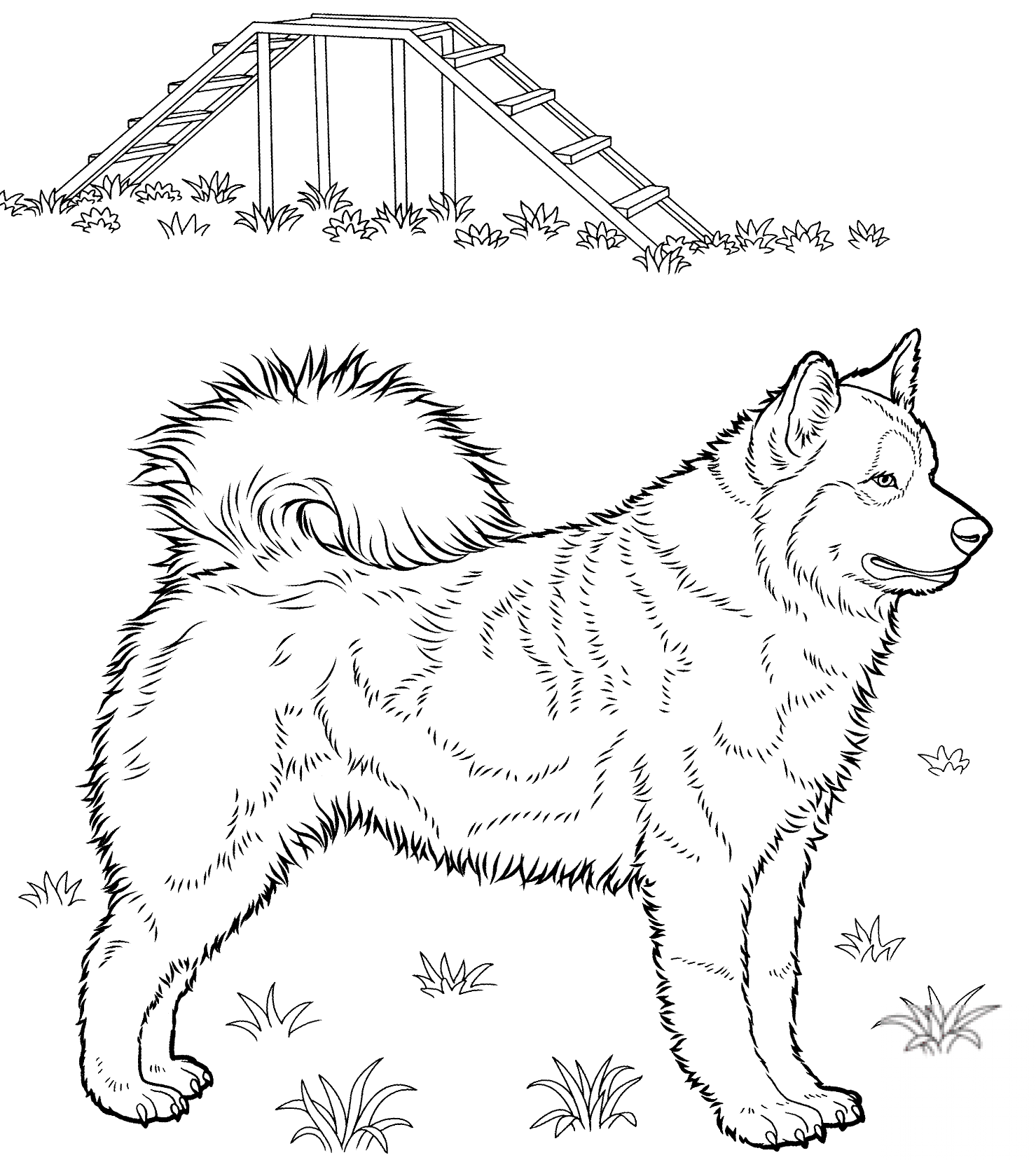 Husky syberyjski