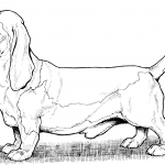 Basset