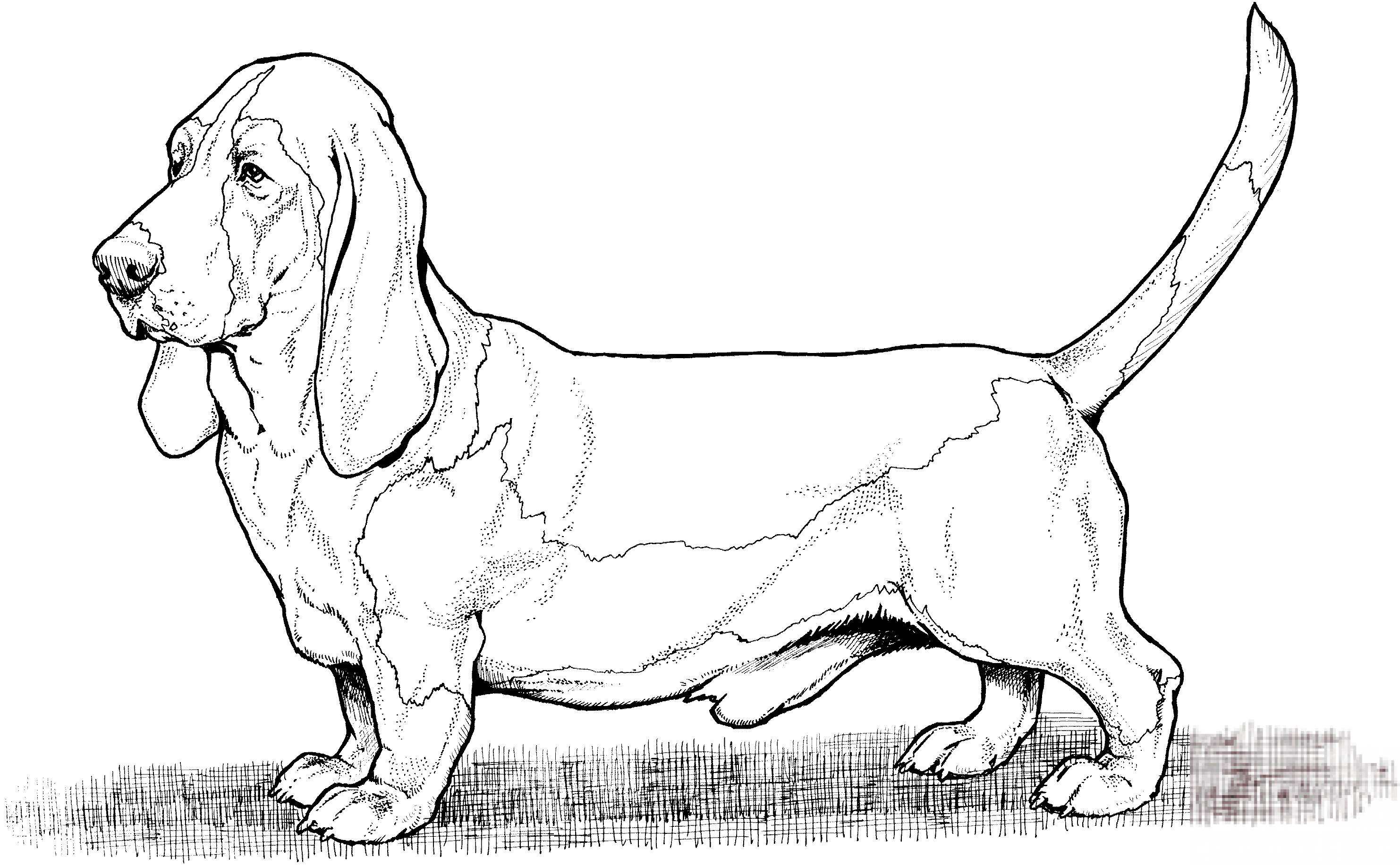 Basset