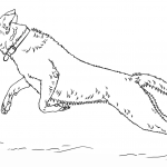 Skaczący Labrador Retriever