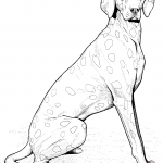 Wyżeł weimarski krótkowłosy