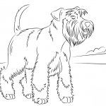 Sznaucer miniaturowy