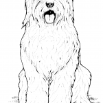 Owczarek staroangielski