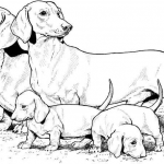 Jamnik ze szczeniakami