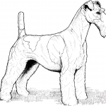 Foksterier szorstkowłosy