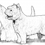 Terier szkocki i West Highland...